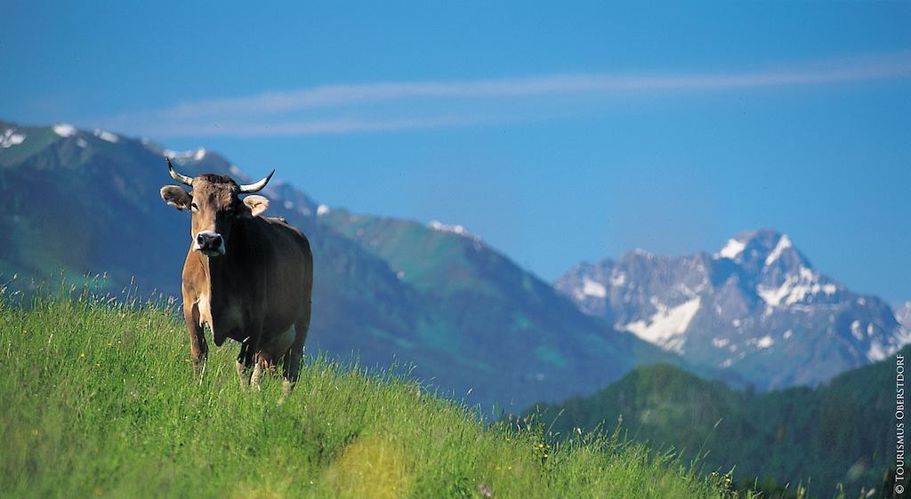 Hornblick Fewo- Ab Mai Freie Fahrt Mit Bergbahnen Oberstdorf Exterior foto